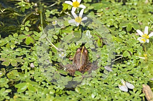 PerezÃ¢â¬â¢s frog, Pelophylax perezi photo